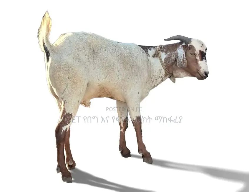 የሀረር ፍየል ለሽያጭ የቀረበ