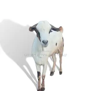 የሀረር ፍየል ለሽያጭ የቀረበ