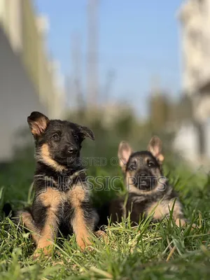 1-3 months Male Purebred German Shepherd