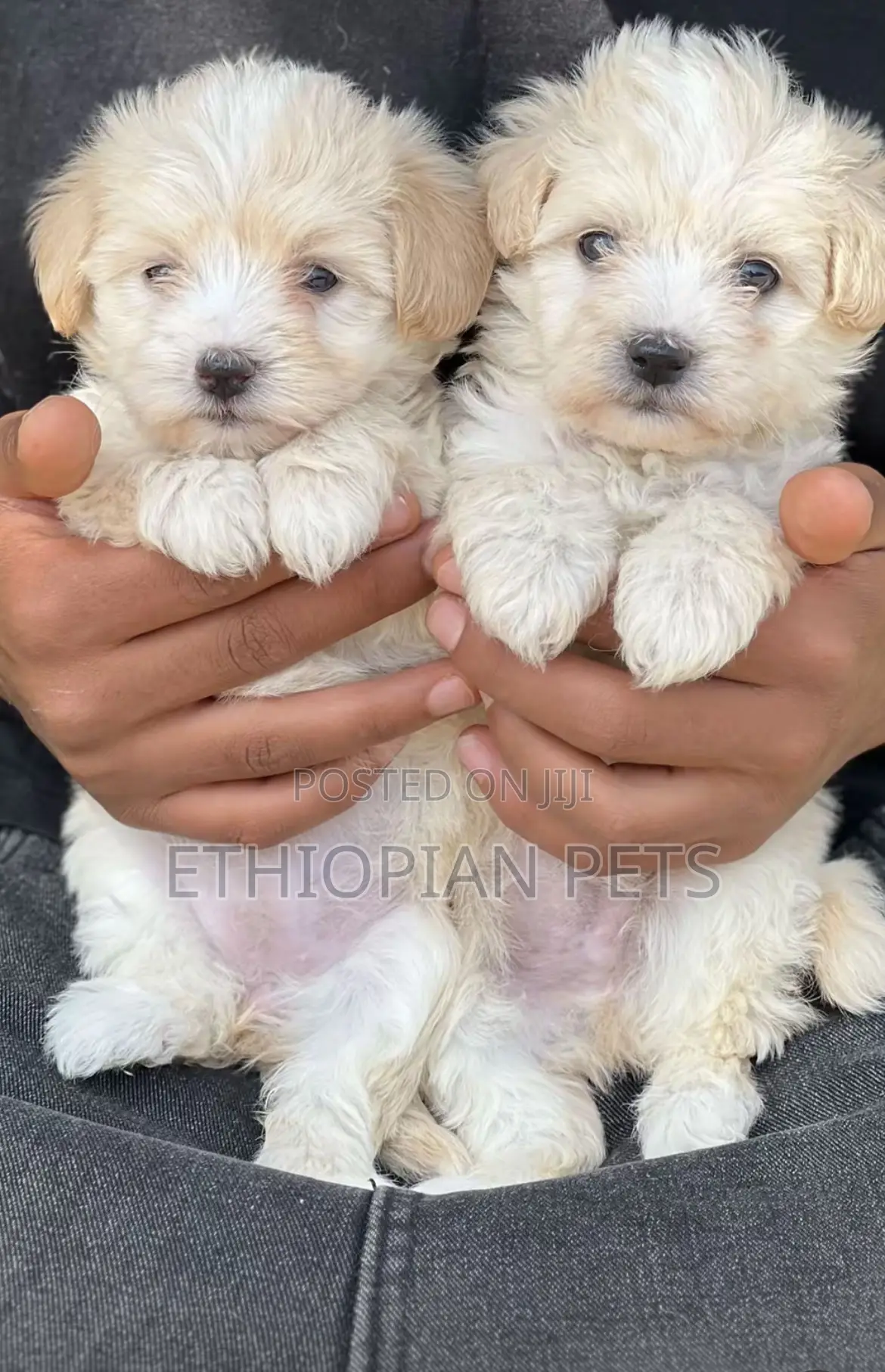 1-3 months Male Purebred Maltipoo