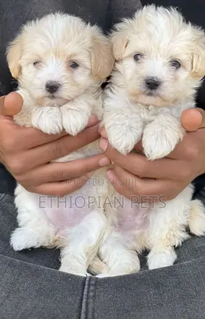 1-3 months Male Purebred Maltipoo