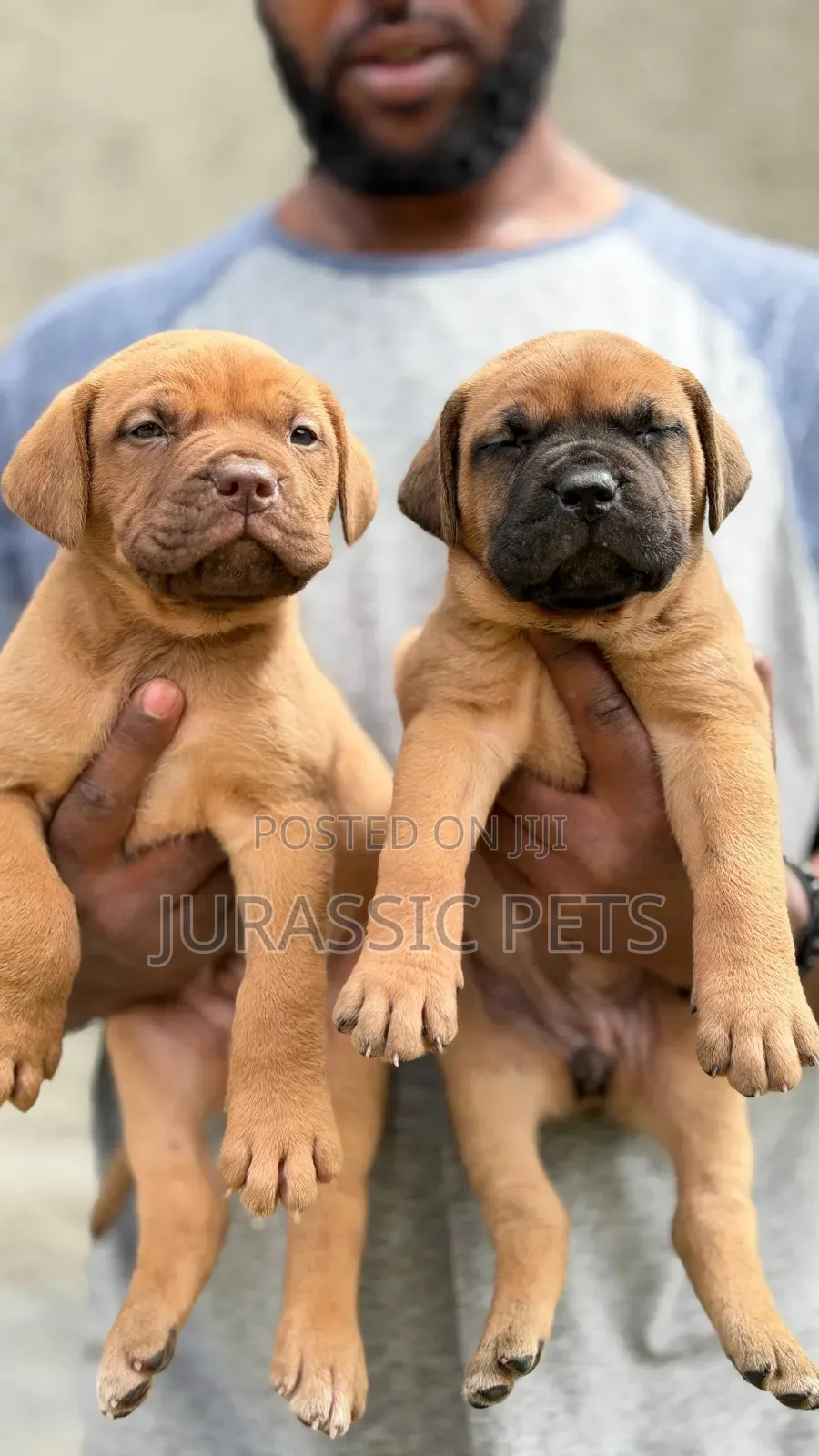 1-3 months Male Purebred Mastiff
