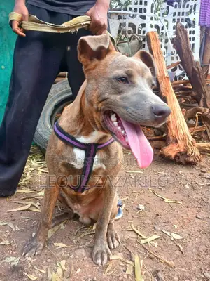 1-3 months Male Mixed Breed American Pit Bull Terrier