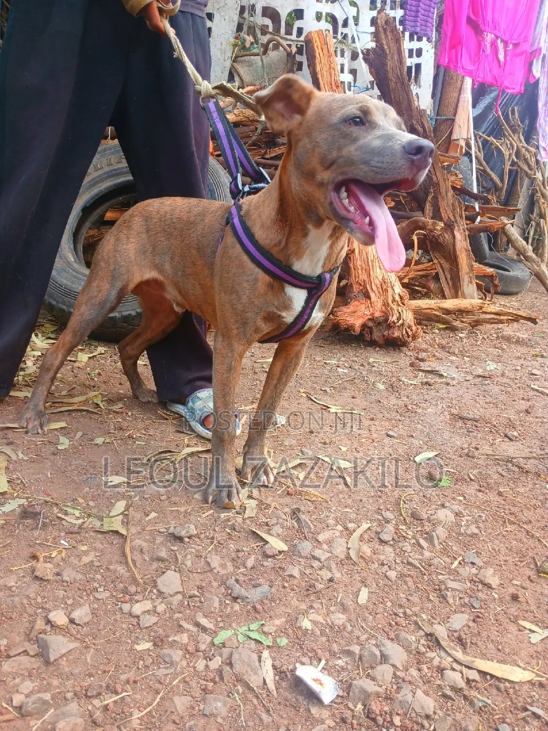 1-3 months Male Mixed Breed American Pit Bull Terrier