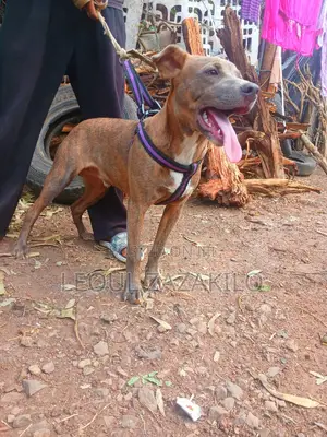 1-3 months Male Mixed Breed American Pit Bull Terrier