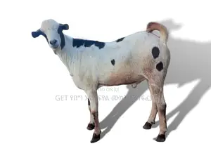 ግዙፍ የሀረር ፍየል አሁኑኑ ይሸምቱ