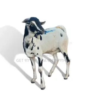 የሃረር ፍየል የደለበ ምርጥ ፍየል