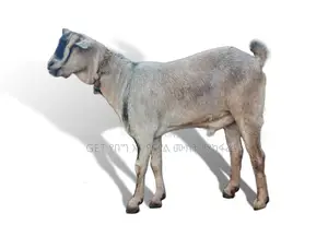 ለሽያጭ የቀረበ ግዙፍ ፍየል(Goat)