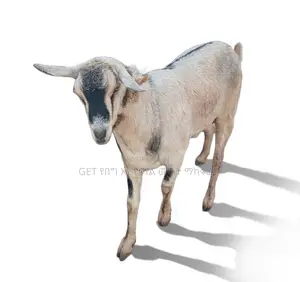 ለሽያጭ የቀረበ ግዙፍ ፍየል(Goat)