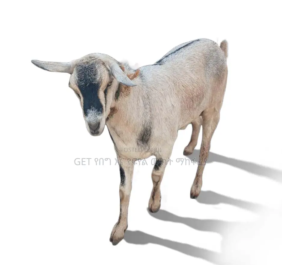 ለሽያጭ የቀረበ ግዙፍ ፍየል(Goat)
