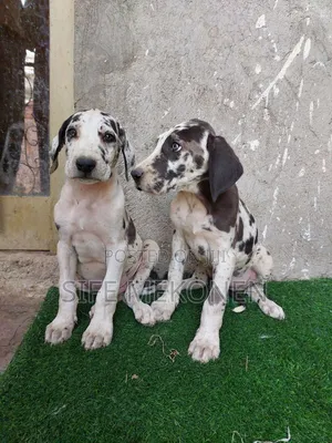 1-3 months Male Purebred Great Dane