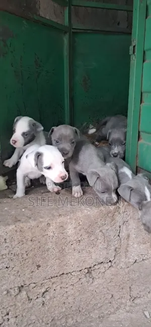 1-3 months Male Mixed Breed American Pit Bull Terrier