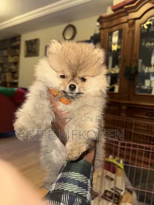 1-3 months Male Purebred Pomeranian