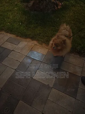 1-3 months Female Purebred Pomeranian