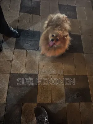 1-3 months Female Purebred Pomeranian