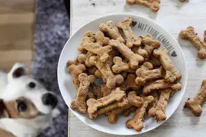Using Dog Treats Is One of the Most Effective Ways to Help Your Dog