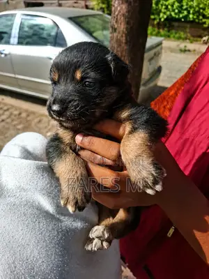 1-3 months Male Purebred German Shepherd