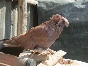 እርግብ(Pigon