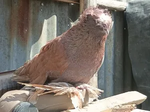 እርግብ(Pigon