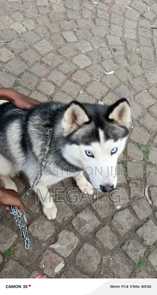 6-12 months Male Purebred Siberian Husky