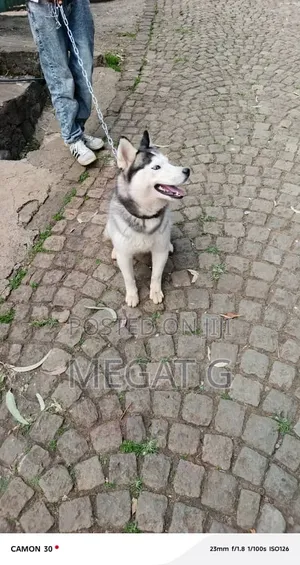 6-12 months Male Purebred Siberian Husky