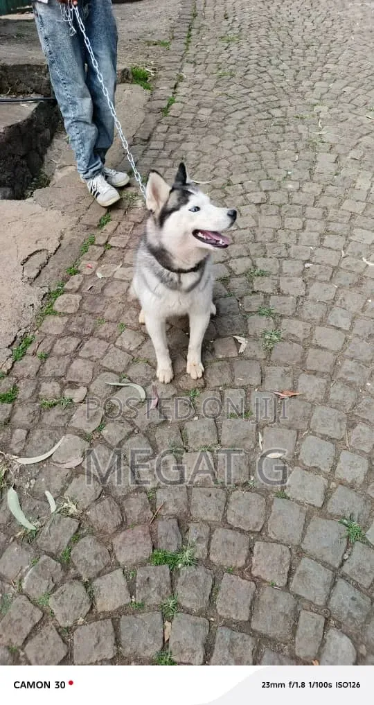 6-12 months Male Purebred Siberian Husky