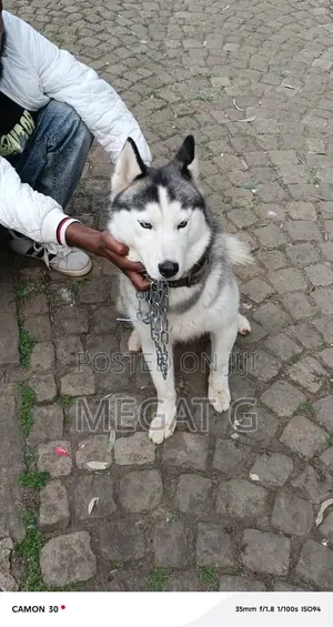 6-12 months Male Purebred Siberian Husky