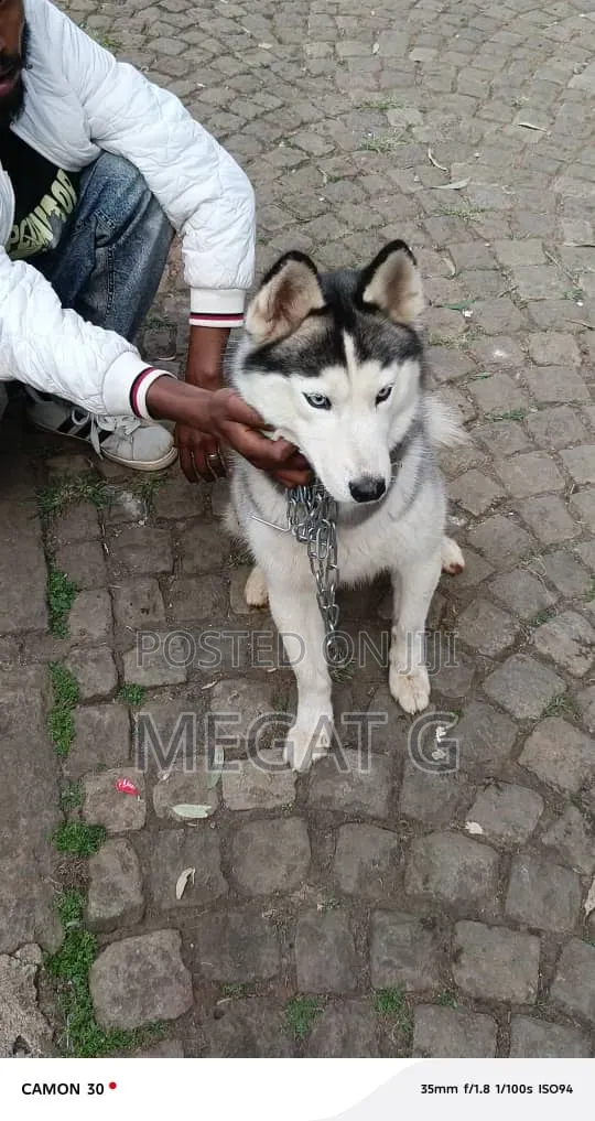 6-12 months Male Purebred Siberian Husky