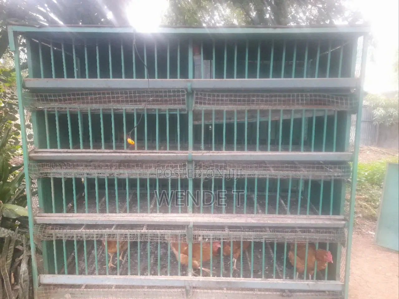 Chicken Cage for Sale
​Capacity: