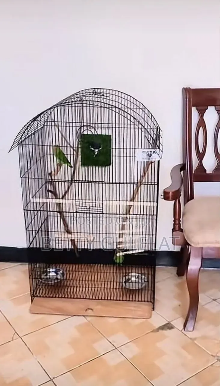 Bird Blak Wing