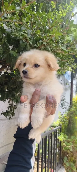 1-3 months Male Purebred Maltese Shih Tzu