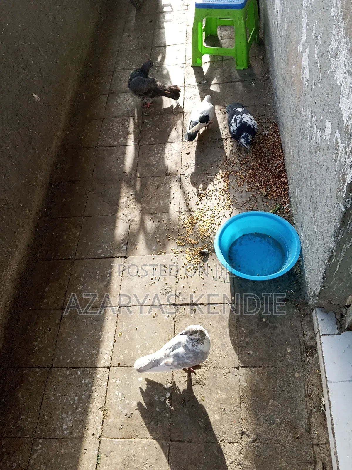 Best Pigeon