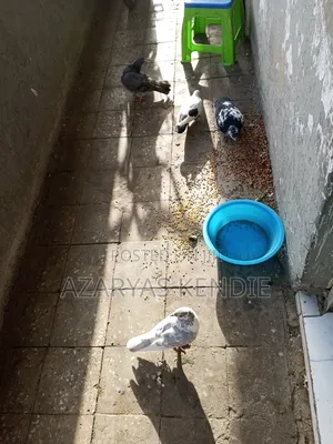 Best Pigeon