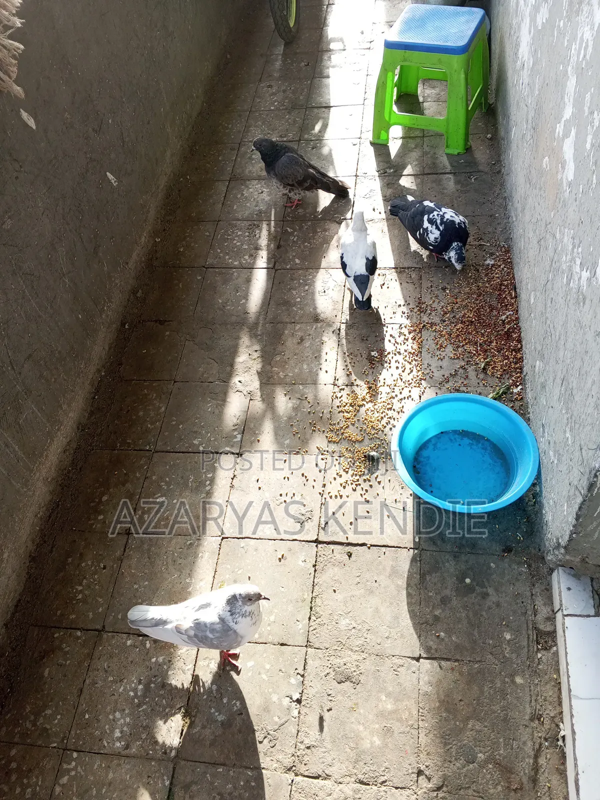 Best Pigeon