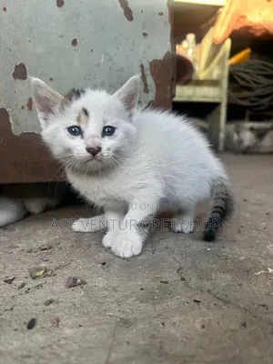 1-3 months Male Purebred American Shorthair