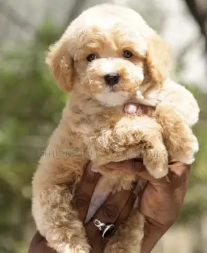 1-3 months Male Purebred Poodle