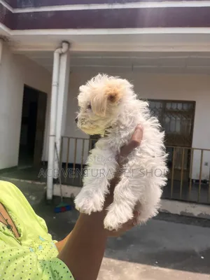 1-3 months Male Purebred Maltipoo