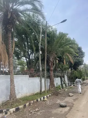 የሚሸጥ 390ካሬ ቦታቦሌ ! 390sqm Land for Sale! Bole