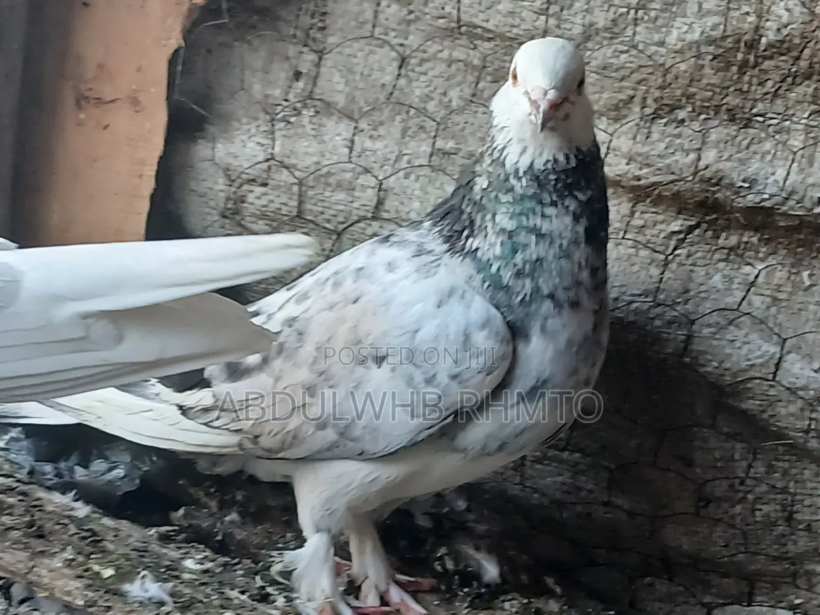 Pigeon Butti