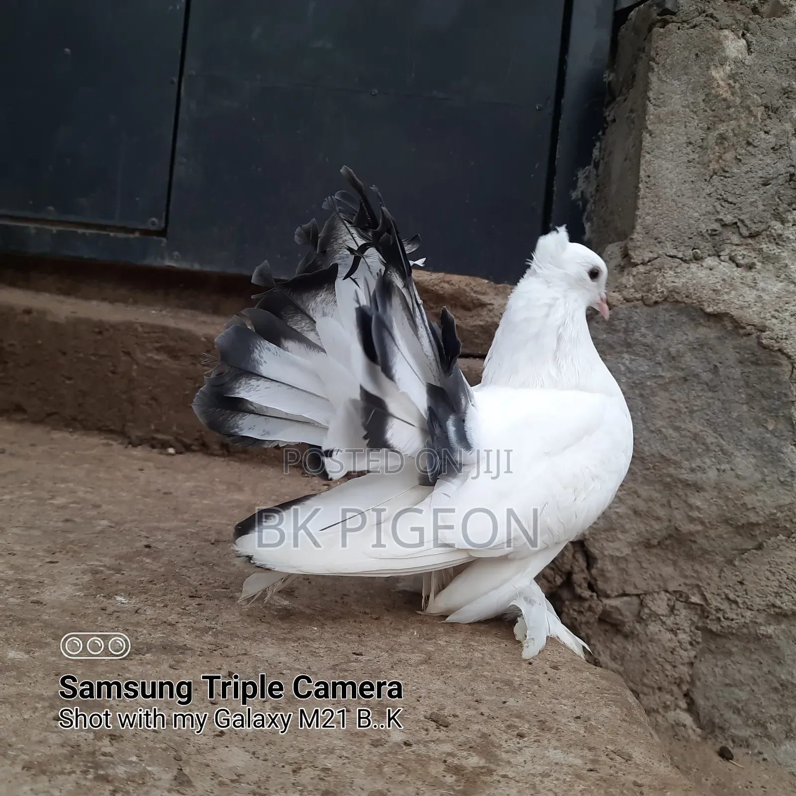 Female Indian Fountain Pigeon