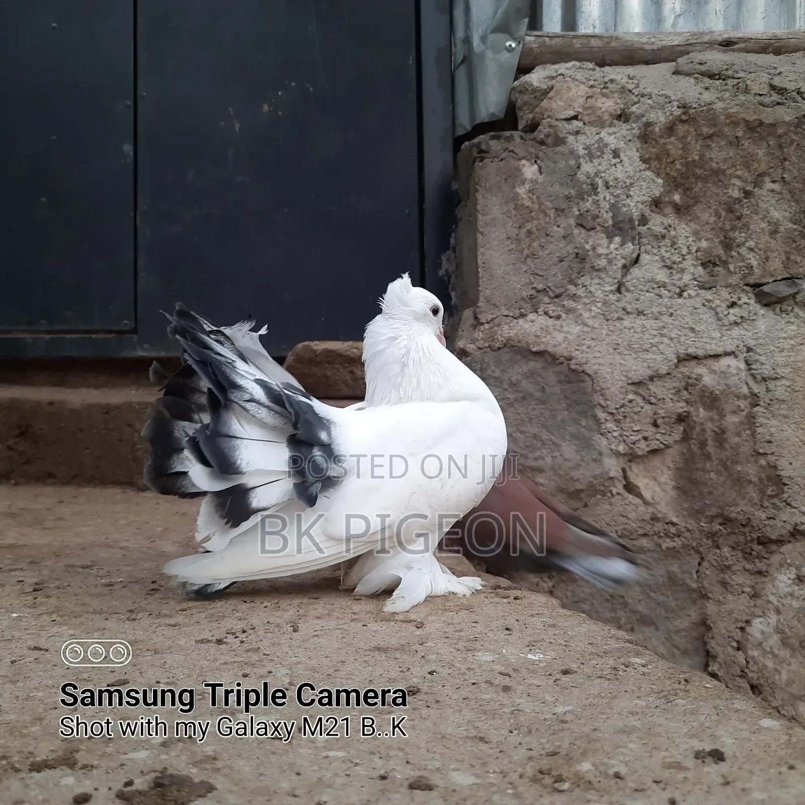 Female Indian Fountain Pigeon