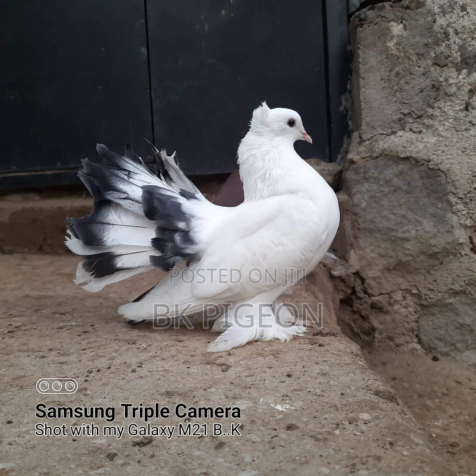 Female Indian Fountain Pigeon