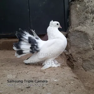 Female Indian Fountain Pigeon