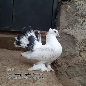 Female Indian Fountain Pigeon