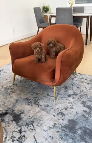 1-3 months Female Purebred Poodle
