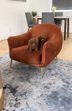 1-3 months Female Purebred Poodle