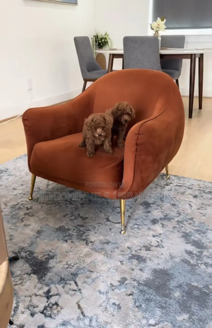 1-3 months Female Purebred Poodle