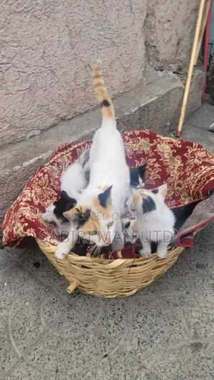 1-3 months Female Mixed Breed Abyssinian