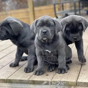 1-3 months Male Purebred Cane Corso