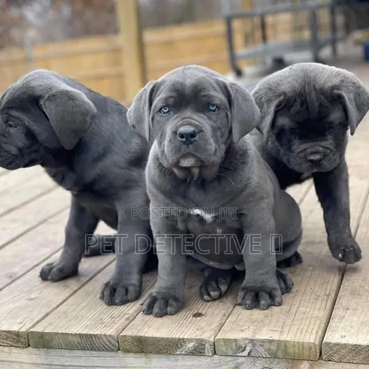 1-3 months Male Purebred Cane Corso